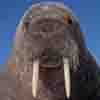 Sirwalrus's Avatar